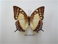 藏品(雙尾蛺蝶)的圖片